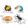Animal Model Toy Worms Growth Cycle Ornaments Educational Set for Kindergarten Boys Children
