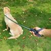 Multifunctional Dog Leash - Reflective Padded Handle Double Heavy-Duty Traction Rope, for Strong Dogs Outdoor Walks