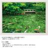 Yanoman [Made In Japan] 500-Piece Jigsaw Puzzle: Japanese Landscape: Dancing Colors of Monet's Pond (Gifu Prefecture) (38x53cm) 05-1021. Includes a