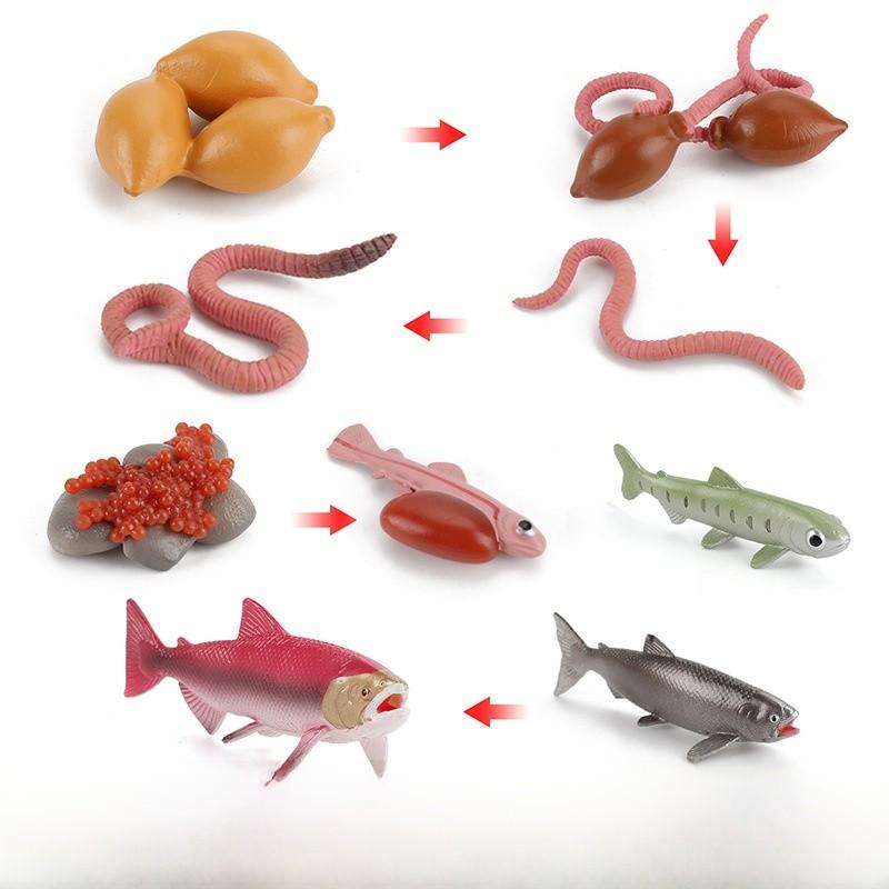 Childrens Educational Animal And Insect Growth Cycle Pvc Earthworm Octopus Model Set For Kids Learning And Activities