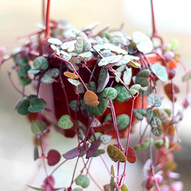Heart To Heart Love's Vine: Cute Hanging Succulent for Beginners