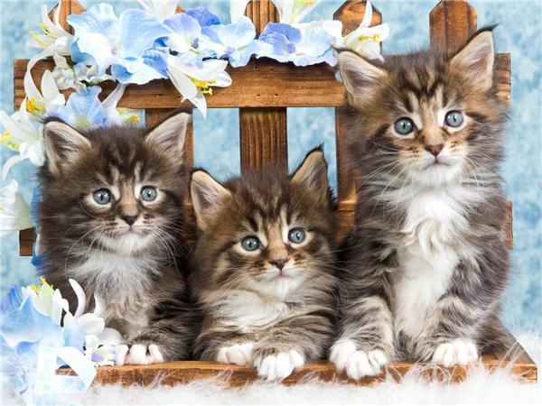 Diy Diamond Painting Bird Home Decor Mosaic Spring Flower Animal Embroidery Handmade Gift Wall Stickers