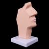 Human Anatomical Nasal Cavity Throat Anatomy Medical Model Teaching Tool