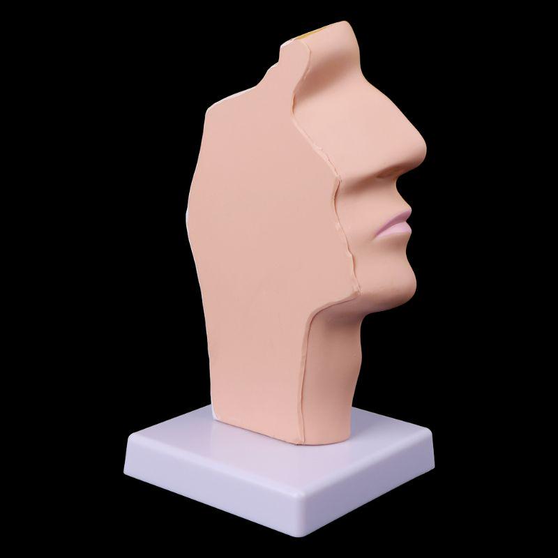 Human Anatomical Nasal Cavity Throat Anatomy Medical Model Teaching Tool