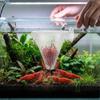 2Pcs Plastic Conical Cup Basket Feeder Fish Feeding Aquarium Feeder With Suctions For Aquarium Nematode Live Blood Worms