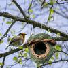 Casetta per Uccelli in Erba Naturale Tessuta a Mano per Appendere all'Esterno Rifugio Nido Adatto per Uccelli Piccoli e Decorazione da Giardino