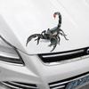 New Three-dimensional Car Sticker Spider Gecko Animal Simulation Car Tail Sticker Realistic Modification Creative Decor