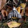 Halloween Dead Head Skull Pendant Women Moth Necklace for Christmas Gift