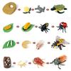 for Frog Animal Life Cycle Model Desktop Decoration Educational Development Toys Realistic Appearance Stimulate Interest