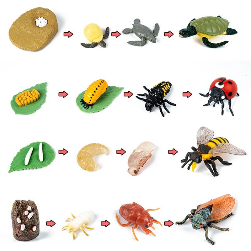 for Frog Animal Life Cycle Model Desktop Decoration Educational Development Toys Realistic Appearance Stimulate Interest