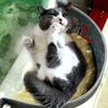 Cat Window Hammock With Strong Suction Cups Pet Kitten Hanging Bed For Storing Warm Cat Hammock Sun Seat Bed Pet Supplies