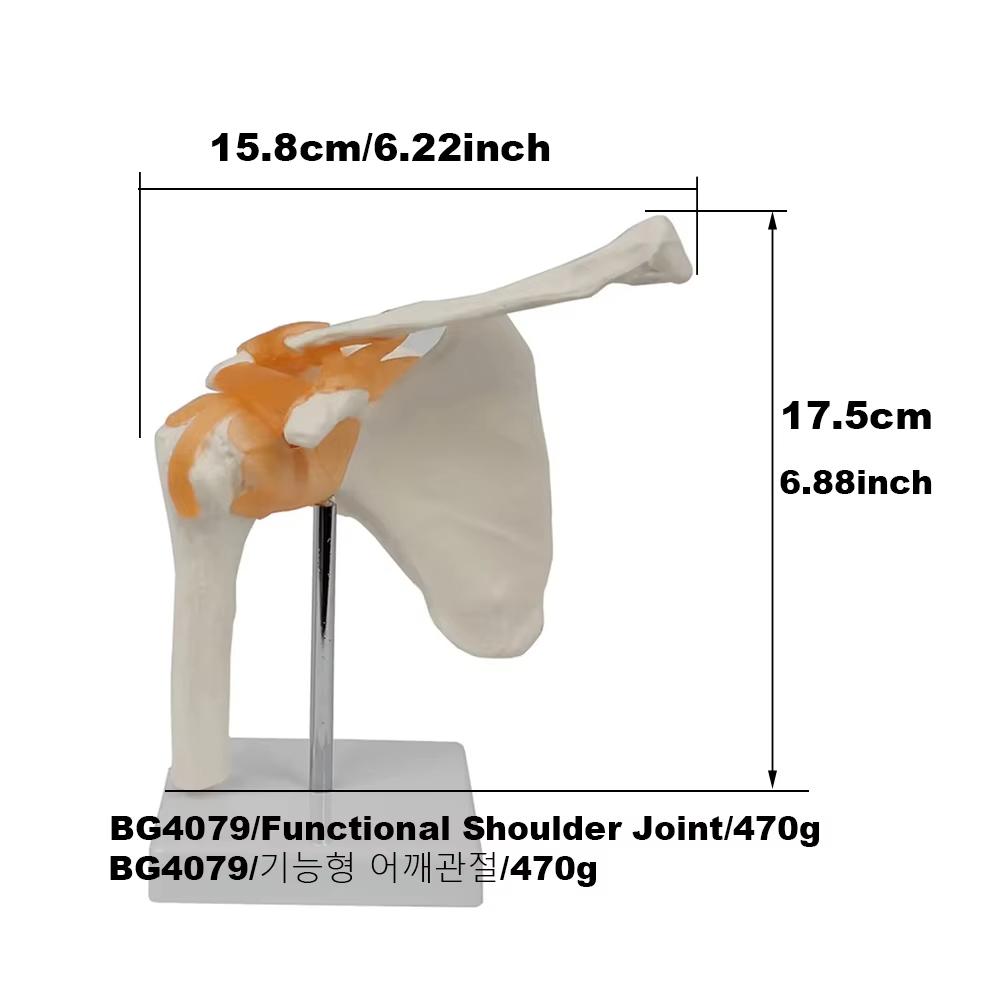 Medical teaching tools Skeleton PVC model Student teaching equipment Knee joint model Skin Model Vertebral model