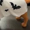 Halloween Decor with Dog Holding Pumpkin Bowl for Tabletop, Shelf, Mantel, Party & Festive Home Display (1 Piece)
