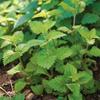 60 Lemon Balm Seeds - Semi-Wild Permaculture