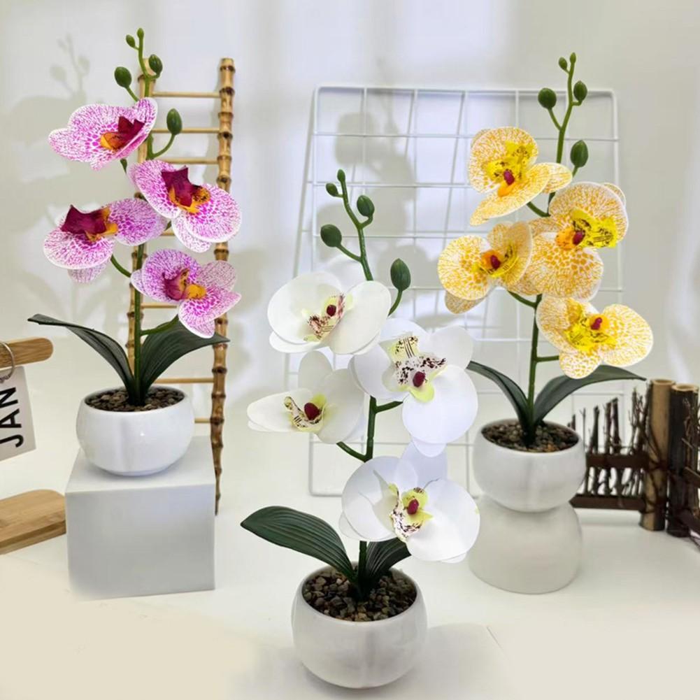 3D Printed Decorative Plant Phalaenopsis Flower Pot