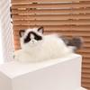 Fluffy Simulated Cat Plush Toys Stuffed Doll Plush Kitty Figures Toy  Car Decor