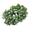 Artificial Decorative Wreath 26 in Green Eucalyptus Leaves Year Round