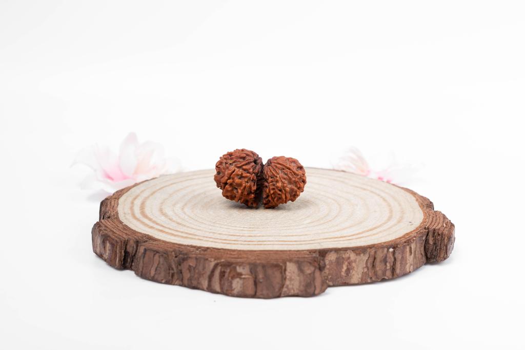 Natural Gauri Shankar Rudraksha Bead – Nepali Origin | Bead for Harmony, Unity, Relationship Balance & Emotional Healing | Organic & Lab Certified