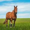 4PCS Horse   Leg Wraps 9.8FT Soft Fleece Protective Equestrian Leg Bandages for Horse Supplies