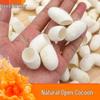 Natural Mulberry Silkworm Cocoon Facial Exfoliating Balls - Cleansing, Blackhead Removal, and Skin Care