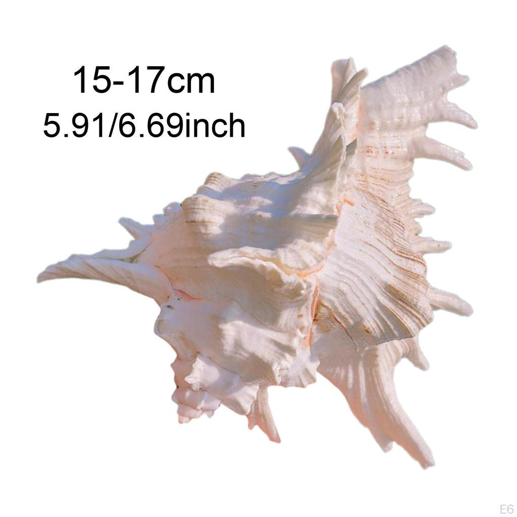 Conch Shell Aquarium Ornament Gift Seashell for Table Scatters Wedding Decor