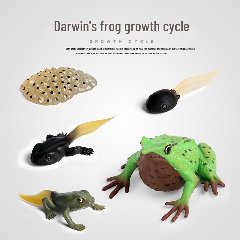 Frog Life Cycle Model Set: Tadpole to Frog Educational Toys for Kids