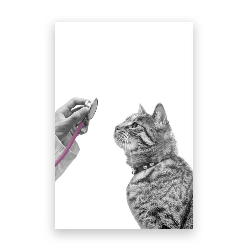 Pet Care Art Prints Black White Photography Posters Cat Dog Canvas Painting Animal Clinic Wall Pictures Veterinary Office Decor