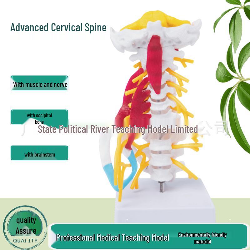 Detachable Human Cervical Vertebrae Model with Muscles, Nerves, Brainstem, Occipital Bone, and Spine for Medical Teaching 1:1 Scale