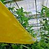 Yellow Self-adhesive Insect Barrier Tape, Suitable For And Trees