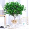 Hydroponic Fragrant Wood Indoor Plant | Insect & Mosquito Repellent | Evergreen Year-Round Desktop Decor