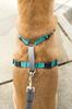PetSafe 3-in-1 Dog Harness, Teal (Green), Size Medium