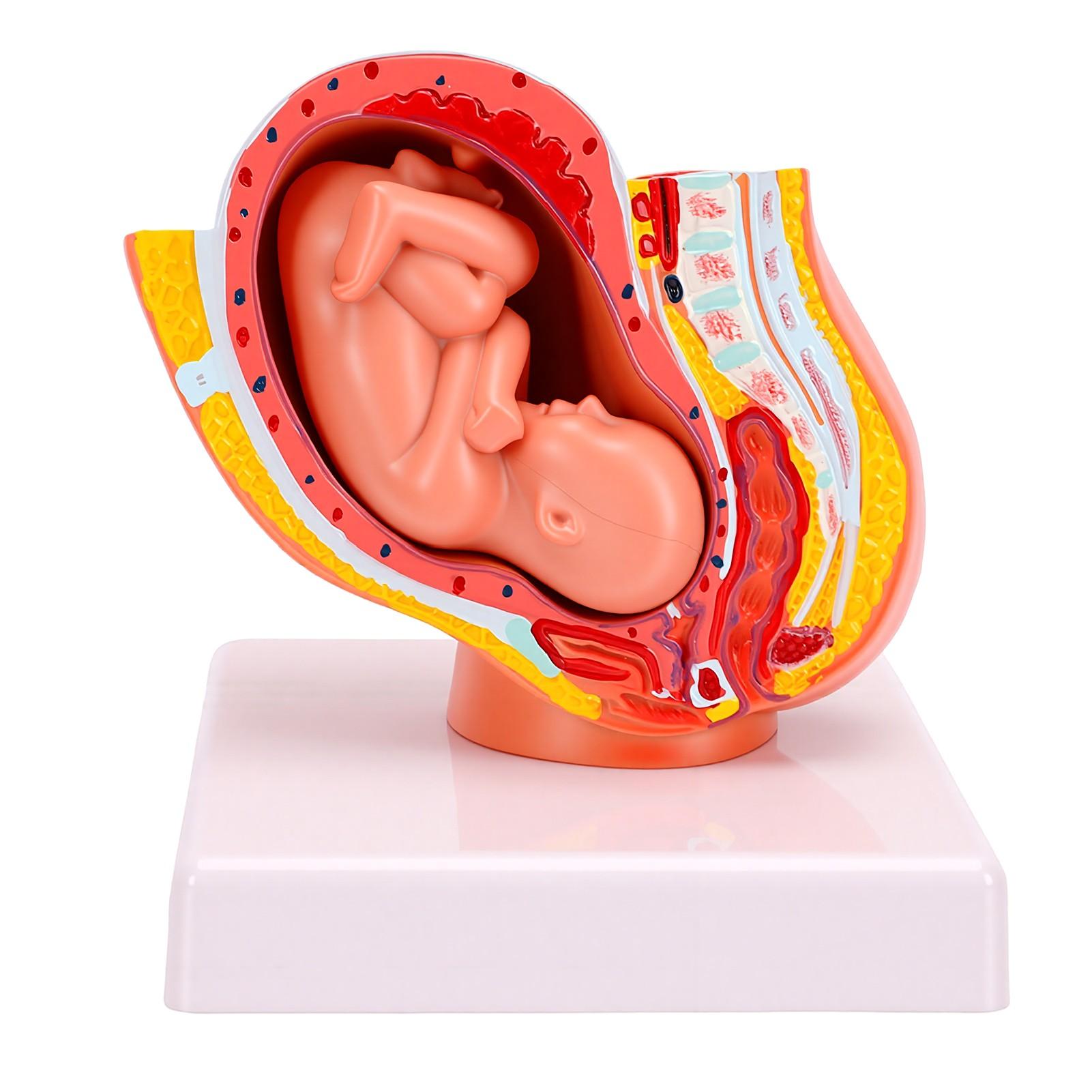 Pregnancy 9 Months Fetal Maternity Model 1 2 Life Size 9 Months Baby Fetus Model with Removable Organs