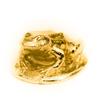 Frog 22ct Gold Plated British Animal Art Figure Collection