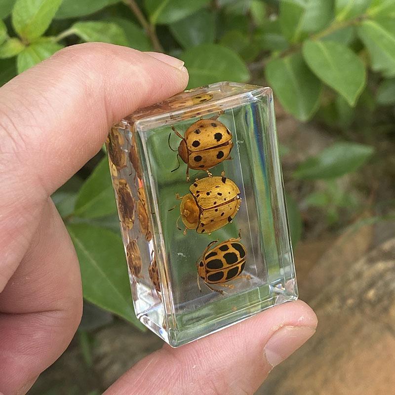 Okazy Owadów: Prawdziwy Pająk, Skorpion, Osa Błotna w Przezroczystej Żywicy do Nauczania i Dekoracji