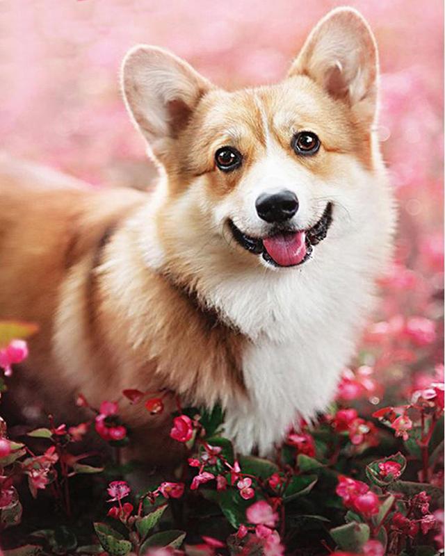 

DIY алмазная живопись полная дрель животное Алмазная вышивка распродажа собаки фотографии из стразов мозаика подарок ручной работы Full Round 20x30CM