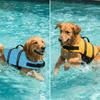 Impugnatura Portatile Giubbotto di Salvataggio per Cani Fibbia a Rilascio Rapido Costume da Bagno per Cani Salvagente per Animali Domestici Nautica