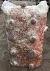 Grzybnia Boczniaka Duży Balot Kostka Około 15Kg