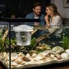 Pești și animale marine – Întreținerea acvariului