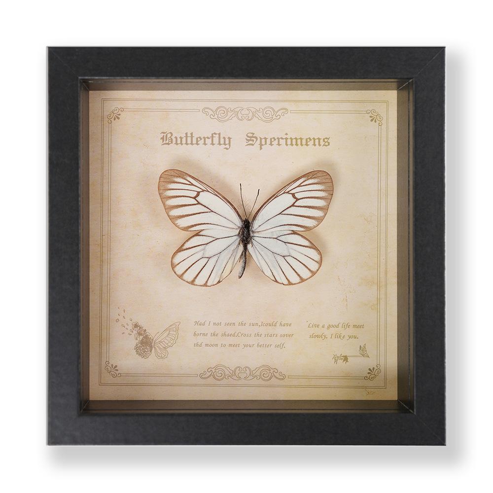 Green Banded Swallowtail Butterfly Specimen Decorative Painting - Real Insect for Display