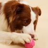 Quietschender Gummi-Hundespielzeugball Cartoon Pfotenabdruck Design Kleine Rassen Langlebiges Kauspielzeug Zahngesundheit Haustier Spielzeug Interaktives Hundespielzeug