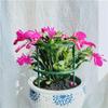 6/8/10pc Can Spliced Plant Support Pile 2 Sizes Single Layer Orchid Rack Multi Meat Sun Flower Support Leaf Rack Garden Accessor
