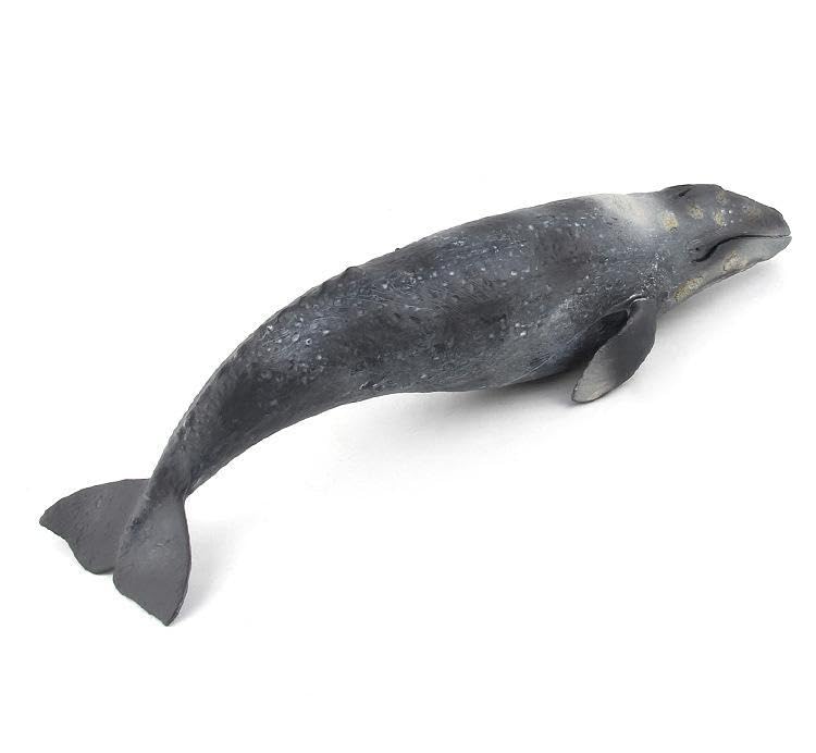 [Nekogamiyama] Gray Whale, Marine Life Figure, Model, Miniature, Ornament, Interior Decor, Collector's Model