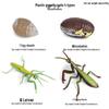 Mini Animal Growth Cycle Toys: Butterfly, Rooster, Ant, Frog, Sea Turtle, Dragonfly