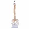 Anatomical Spine Teaching Model Sturdy for Classrooms, Teachers