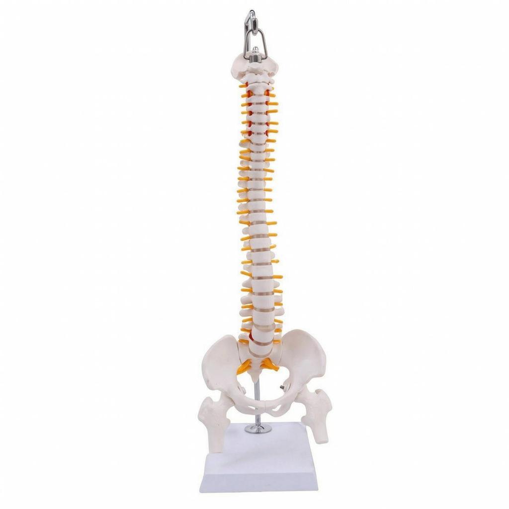 Anatomical Spine Teaching Model Sturdy for Classrooms, Teachers