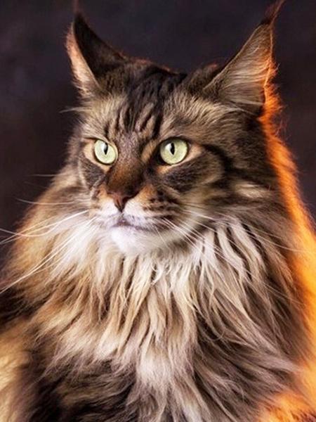 Diamond Painting Cat 5D DIY Diamond Embroidery Sale Cross Stitch Animals Rhinestones Mosaic Kit Home Decoration