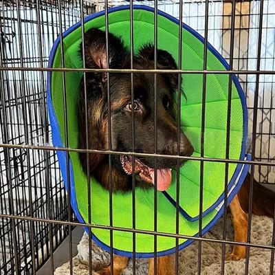 Guler de recuperare pentru animale de companie Ajustabil Moale Guler con pentru câini Ușor Respirabil Guler de protecție post-operatorie Articol pentru animale de companie
