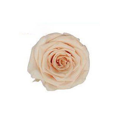 P-1 21 Preserved Roses in a Box Wedding Decor Floral Arrangements Wedding Dried Flower Home Decor Baby Shower Flowers 2~3cm
