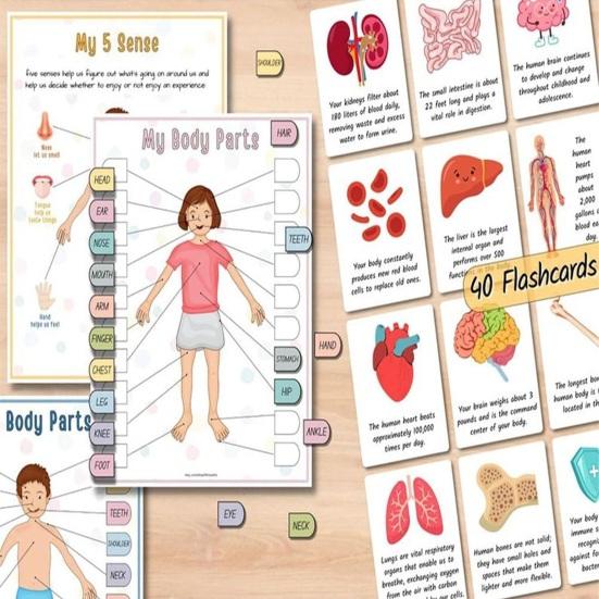 Anatomie des Menschen: Beschäftigungsbuch für Vorschulkinder im Kindergarten, Körperteile, Lernaktivitäten, Buch, interaktives pädagogisches Buch zum Entschlüsseln von Körpergeheimnissen
