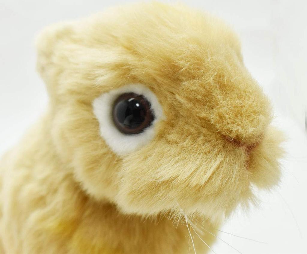 BH7022 HANSA Netherland Dwarf 21